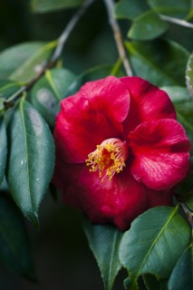 Close up of flower on leafy branch