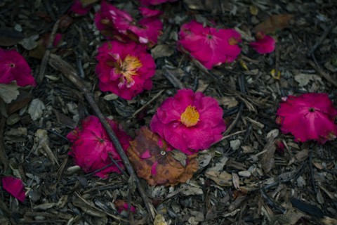 Close up of fallen wilting flowers on ground