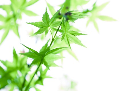 Close up of leaves on plant stems