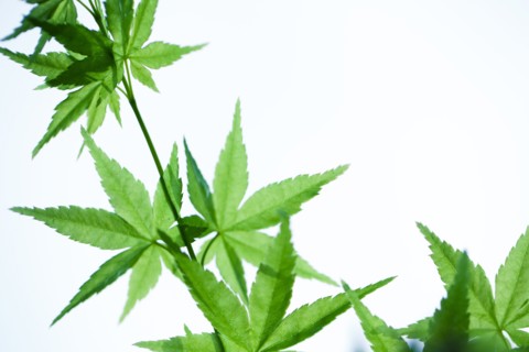 Close up of leaves on plant stems