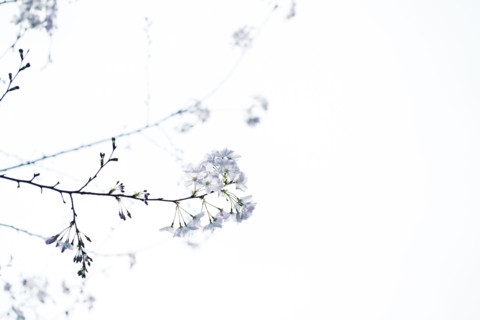 Low angle view of flowers on tree branches