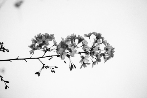 Low angle view of flowers on tree branches