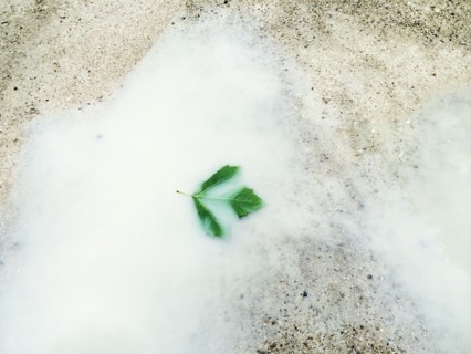 Blurred view of leaf floating in white puddle