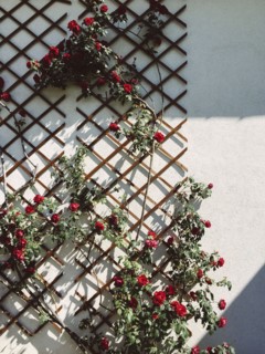 Roses growing on building trellis