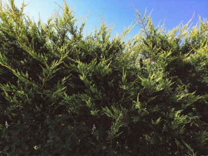 Tall bushes growing under blue sky