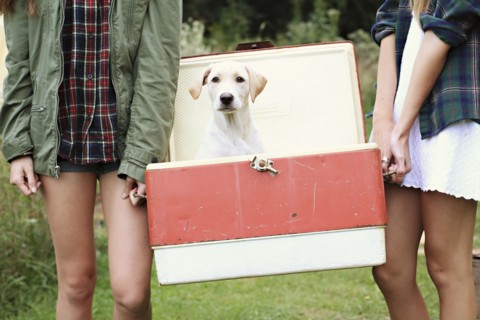 Close up of women carrying dog in vintage cooler