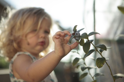Close up of girl picking blueberries