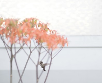 Bird perching on tree branches