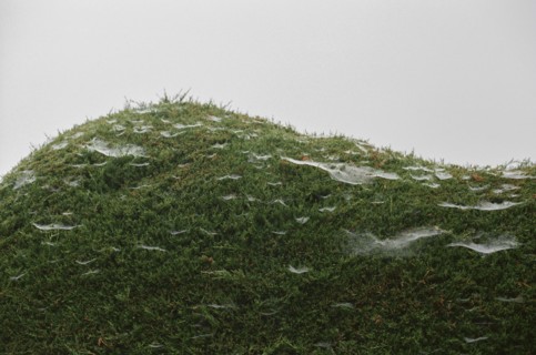 Close up of spider webs on moss