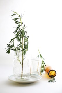 Rosemary sprigs in jars
