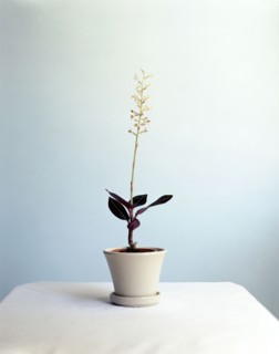 Jewel orchid growing in flower pot