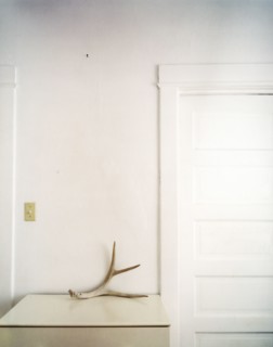 Antler on counter top