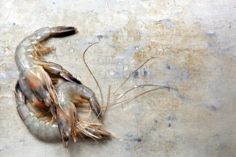 Close up of raw shrimp