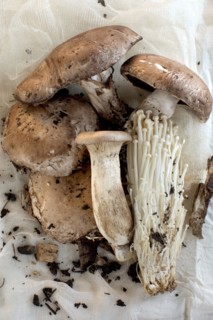 Close up of variety of mushrooms
