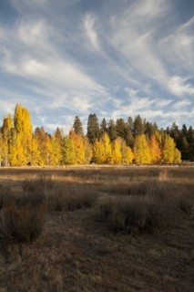 Autumn trees in remote field