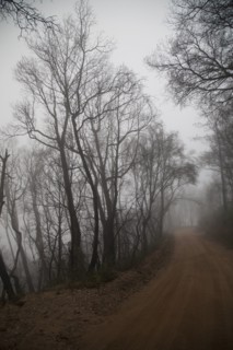 Bare trees over misty dirt path