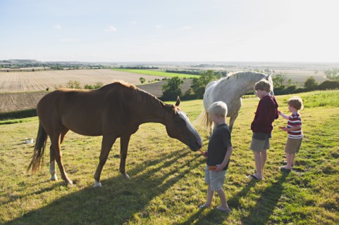 Caucasian brothers feeding horses in rural field