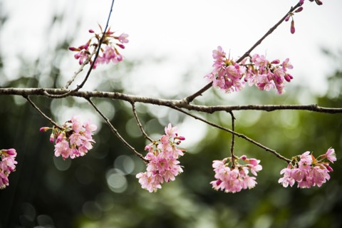 Close up of pink flowers blooming on tree branch