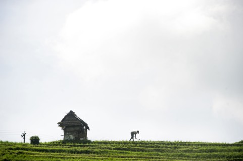 Silhouette of farmer working in rural rice terrace