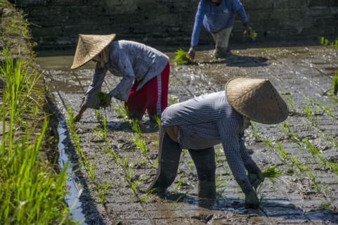 Farmers planting rice in paddy field