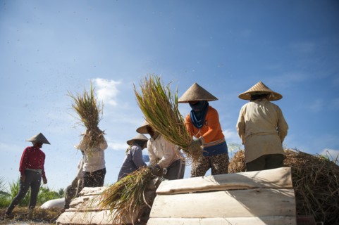 Farmers harvesting rice in rural field