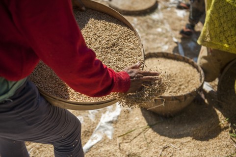 Farmer harvesting rice in rural field
