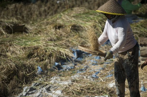Farmer harvesting rice in rural field
