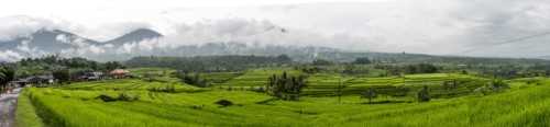 Panoramic view of rural rice paddies