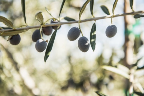 Olives growing on tree branch