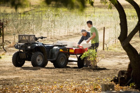 Men working in olive grove