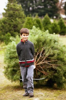 Mixed race boy pulling tree behind him