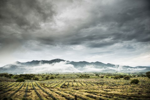 Rural crop fields under cloudy sky