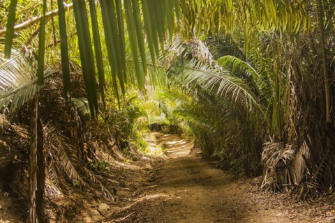 Dirt path in lush forest
