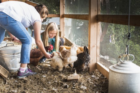 Girls feeding chickens in chicken coop