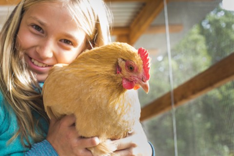 Caucasian girl hugging chicken in chicken coop