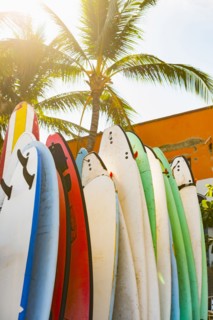 Surfboards under palm tree