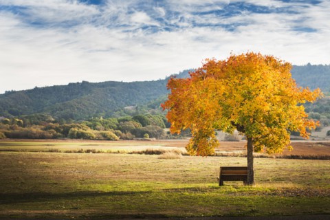 Bench under autumn tree in field