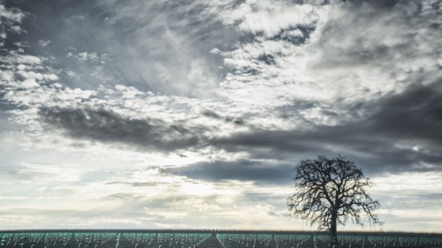 Clouds over crop field and tree