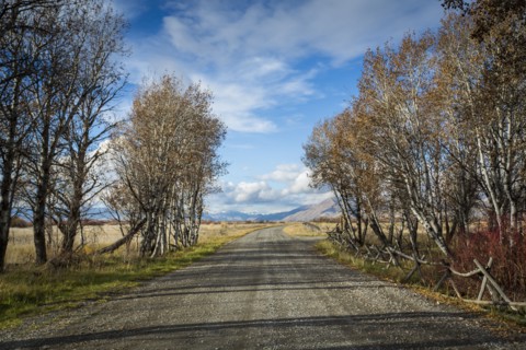 Trees near gravel road under blue sky