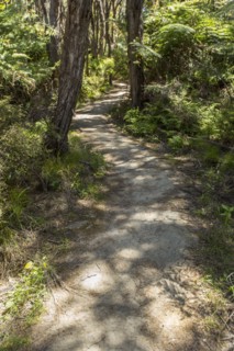 Dirt path in rural forest
