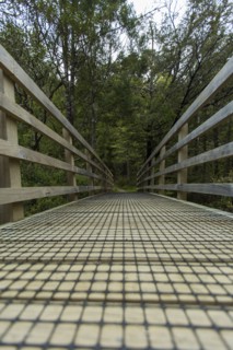 Wooden walkway in rural forest