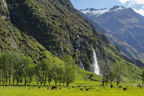 Animals grazing in field in remote landscape