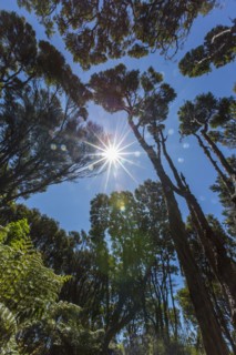 Sunshine over tree canopy in remote jungle
