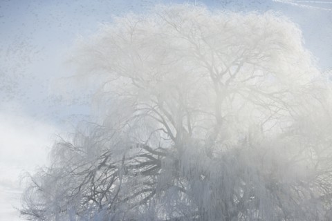 Snowy tree under clouds
