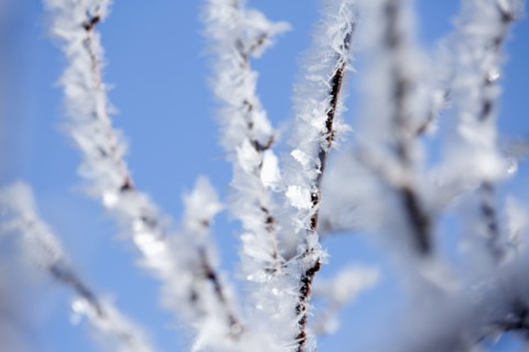 Close up of frost on tree branches