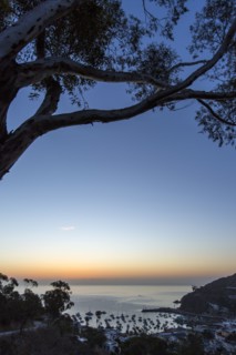Tree over harbor at sunset