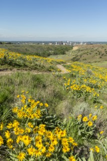 Yellow flowers and dirt path in rolling landscape near city
