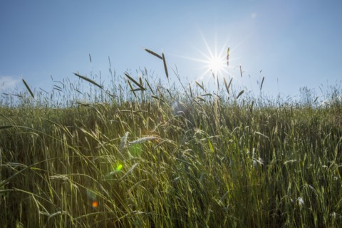 Tall grass on sunny day