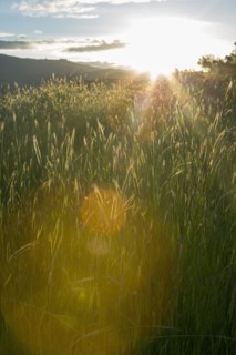 Tall grass on sunny day