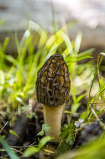 Morel growing in grass